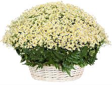 Цветочная композиция из Ромашки в корзине #REPLACE_PRED# Троицком Хабаровский край